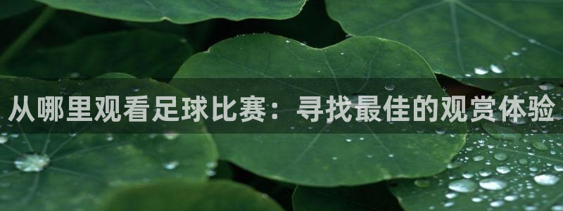 从哪里观看足球比赛：寻找最佳的观赏体验