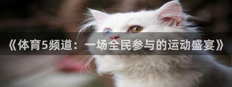 关于足球球迷：《体育5频道：一场全民参与的运动盛宴》